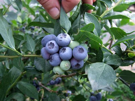 Сорт голубики дьюк: фото