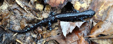 Blue-spotted Salamander | Vermont Center for Ecostudies