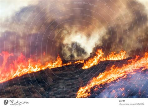 Detail Brennende Bergpinselbäume Flamme und Rauch ein lizenzfreies