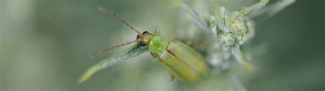 Department Of Entomology Department Of Entomology