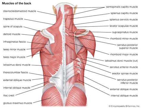 Human muscle system - Upper Limb Changes | Britannica