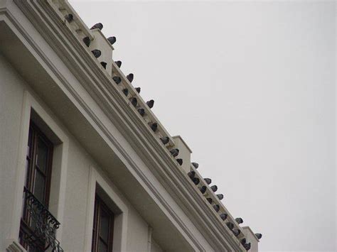 The Gentlemens Club Where Gentlemanly Pigeons Gather Bora Gurel