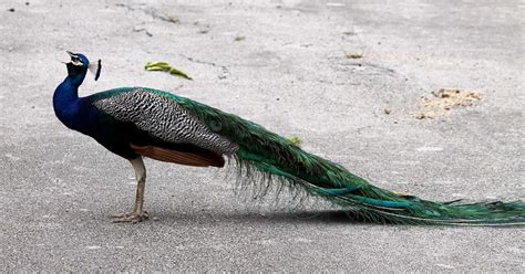 Mitcheci Photos Florida Peacocks In Crandon Park