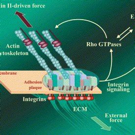 1.3.1 The Focal Adhesion is a Site for Force-Regulated Cell Signaling ...