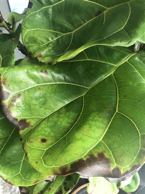 Over Watered Or Underwatered The Fiddle Leaf Fig Plant Resource