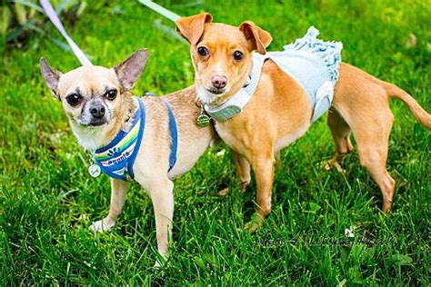 Pittsburgh Pa Chihuahua Meet Milo And Lola A Pet For Adoption