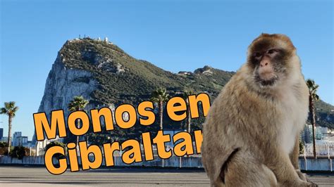 Los MONOS de Gibraltar únicos PRIMATES SALVAJES de Europa Macaca