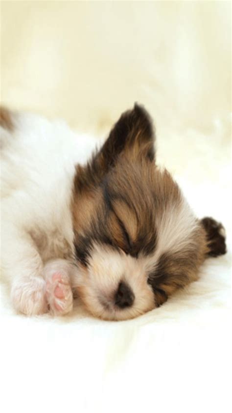 🔥 [50+] Very Cute Puppies Wallpapers | WallpaperSafari