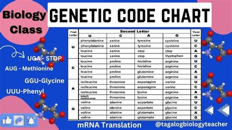 Anticodon Chart