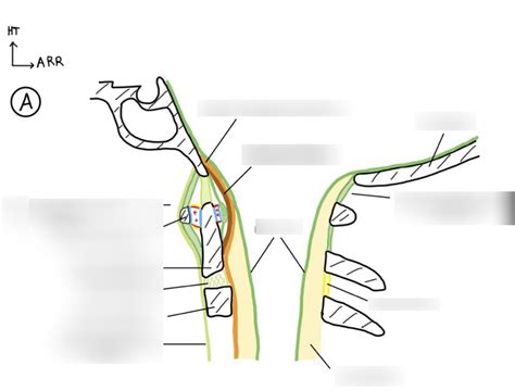 Diagramme De An Articulation Entre Occipital C Et C Coupe