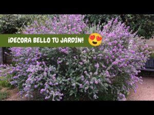 La belleza del arbusto de flores violetas una joya en tu jardín Neuttro