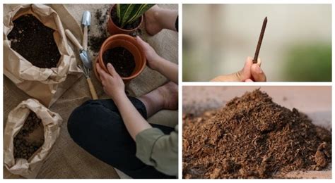 Des clous dans le sol servent ils vraiment à nourrir les plantes