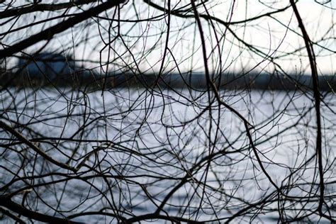 Naked Tree Branches In Sunset Colors Against Calm Shiny Water Stock Photo Image Of Colors