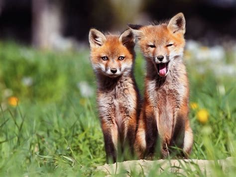 Download Wallpaper 1600x1200 Fox Couple Cubs Grass Standard 43 Hd