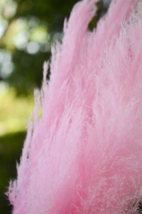 Preserved Dyed Pampas Grass The Blaithin Blair Shop