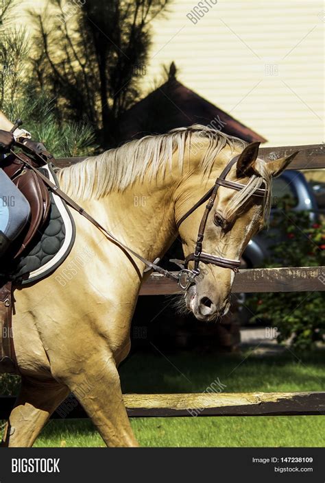 Light Brown Horse Image And Photo Free Trial Bigstock