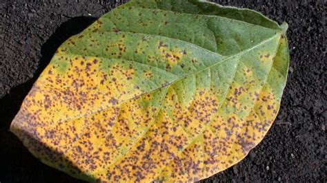 Septoria Brown Spot Understanding Conditions That Favor Soybean