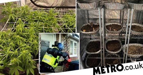 First Magic Mushrooms Factory Found In 20 Years Raided By Police