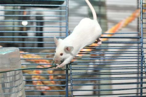 Pet Mice Care Guide: How to Keep Your Mice Happy & Healthy