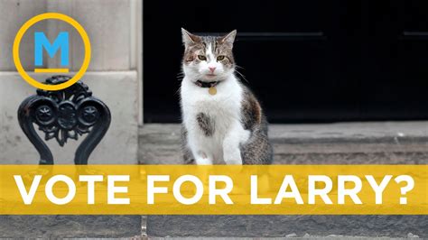 Twitter Wants Larry The Cat As The New U K Prime Minister Your