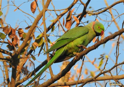 Ожереловый зеленый попугай (31 фото) - красивые фото и картинки pofoto.club