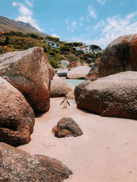 Boulders Beach Zuid Afrika Zwemmen Met Pingu Ns Een Unieke Ervaring