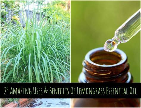 29 Amazing Uses & Benefits Of Lemongrass Essential Oil