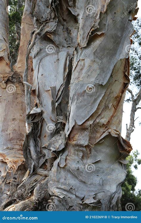 Close Up Of The Peeling Twisted Multi Colored Bark Of A Paperbark