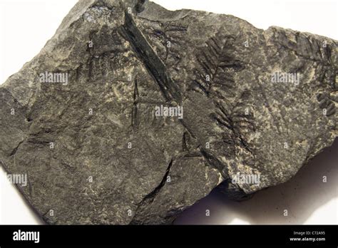 a close up of a fossilized fern Stock Photo - Alamy