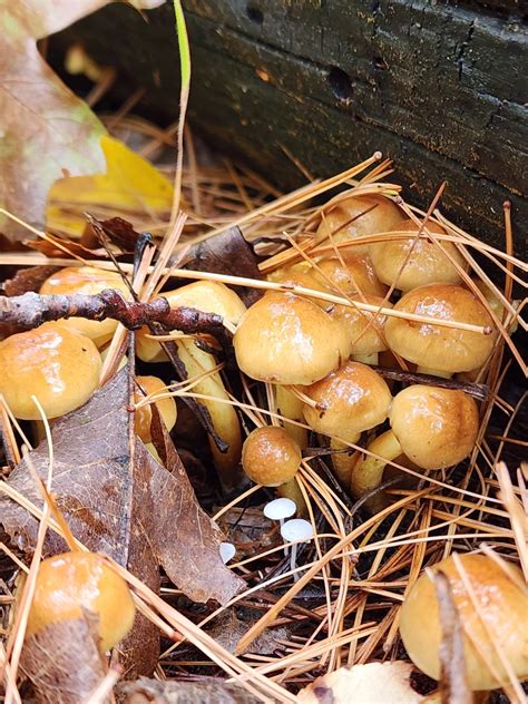 Strophariaceae From Jamestown Township In Usa On October At