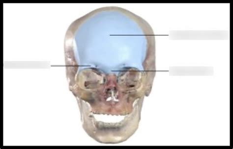 Frontal Bone Diagram Quizlet