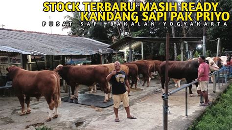 Dari 13 Ekor Stock Baru Masih Ready Sisa 5 Ekor Sapi Bakalan Super