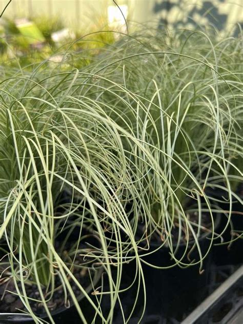 Carex ‘ Frosted Curls Neth Green