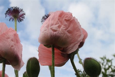 Free Images Nature Blossom Sky Flower Petal Botany Pink Flora