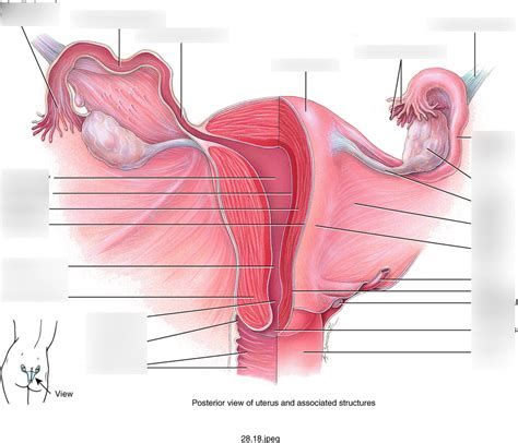 Uterus Diagram | Quizlet