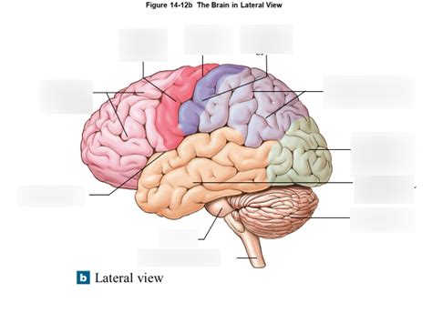 Brain Lateral View Diagram Quizlet