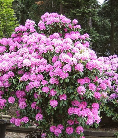 Рододендрон гібридний Roseum Elegans 2 річний, Рододендрон гібридний ...