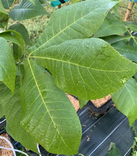 Carya laciniosa | RezO-Plant