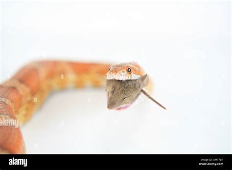 Snake swallowing mouse hi-res stock photography and images - Alamy