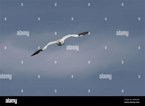 Northern Gannet Morus Bassanus Adult Bird In Flight Yorkshire