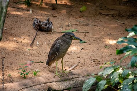 Ave Socó dorminhoco Nycticorax nycticorax também conhecido como