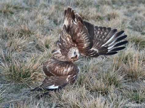 Rough-legged Buzzard Photos, Rough-legged Buzzard Images, Nature ...