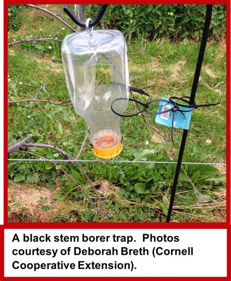 Black Stem Borer and Dogwood Borer Management Updates – Wisconsin Fruit