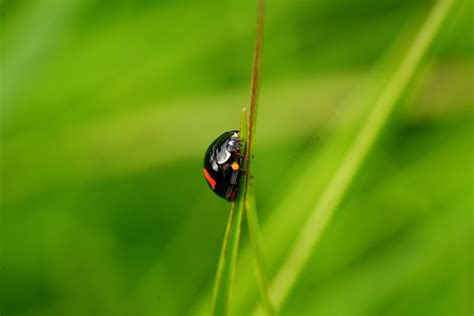 瓢虫 昆虫 甲虫，昆虫 Pixabay上的免费照片 Pixabay