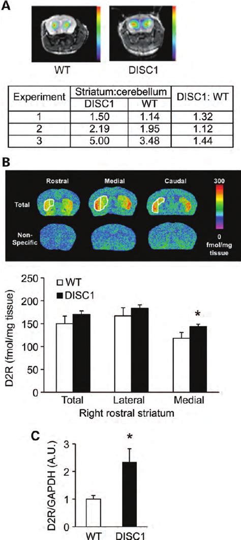 Increased D2rs In The Dn Disc1 Mouse Model A In Vivo Pet Scan With