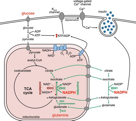 Pancreatic β cells put the glutamine engine in reverse Cell Metabolism