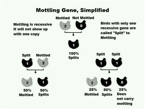 Genetics Breeding Chart Chickens Chicken Breeds Chart Bird Nbkomputer