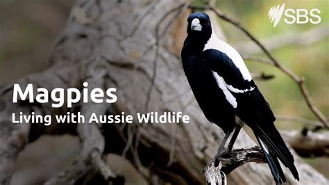 Magpies Living With Aussie Wildlife Learn English YouTube