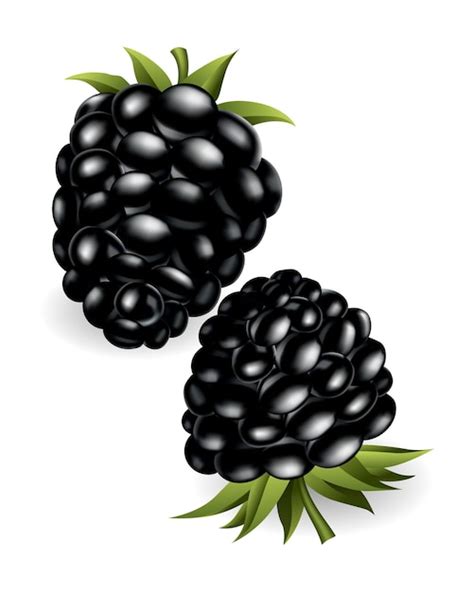 Premium Vector Fresh Sweet And Tasty Blackberry Sweet Fruit Forest