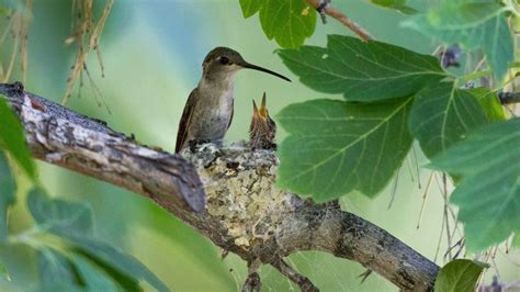 Hummingbird Nests Are Hard To Spot, But Here's What To Look Out For